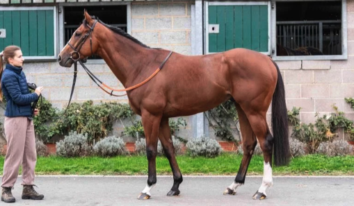 Latest Weekly Listings – Frankel, Shamus Award and Pride of Dubai